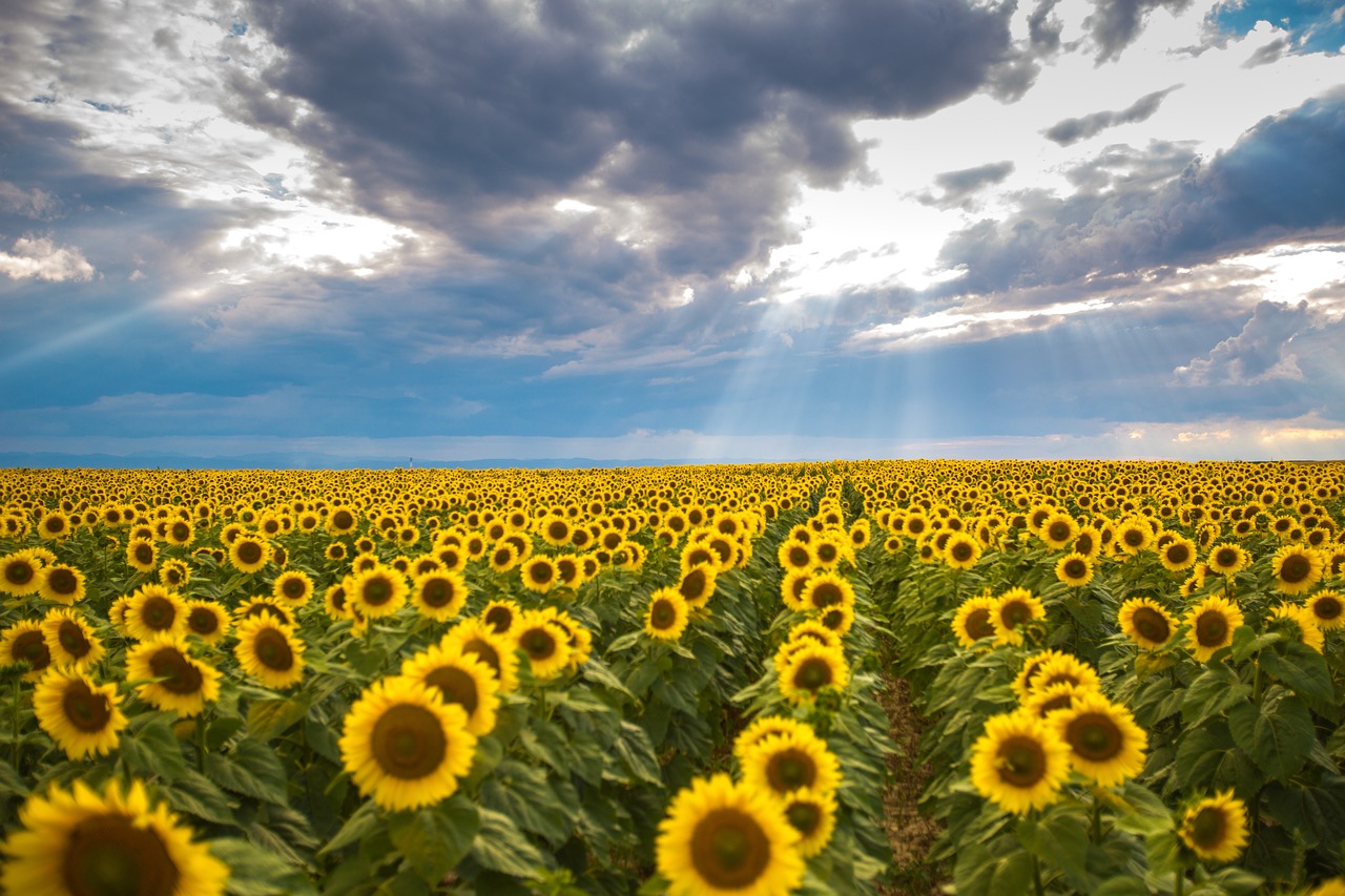 SHOWCASE policy: Preserving agri-environmental measures in the Romanian CAP Strategic Plan