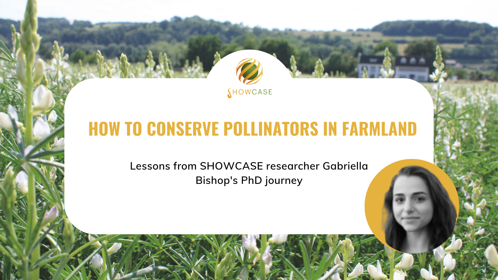 How to conserve pollinators in farmland: Lessons from SHOWCASE researcher's PhD journey