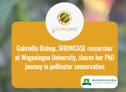New video with PhD researcher Gabriella Bishop on pollinator conservation in farmland