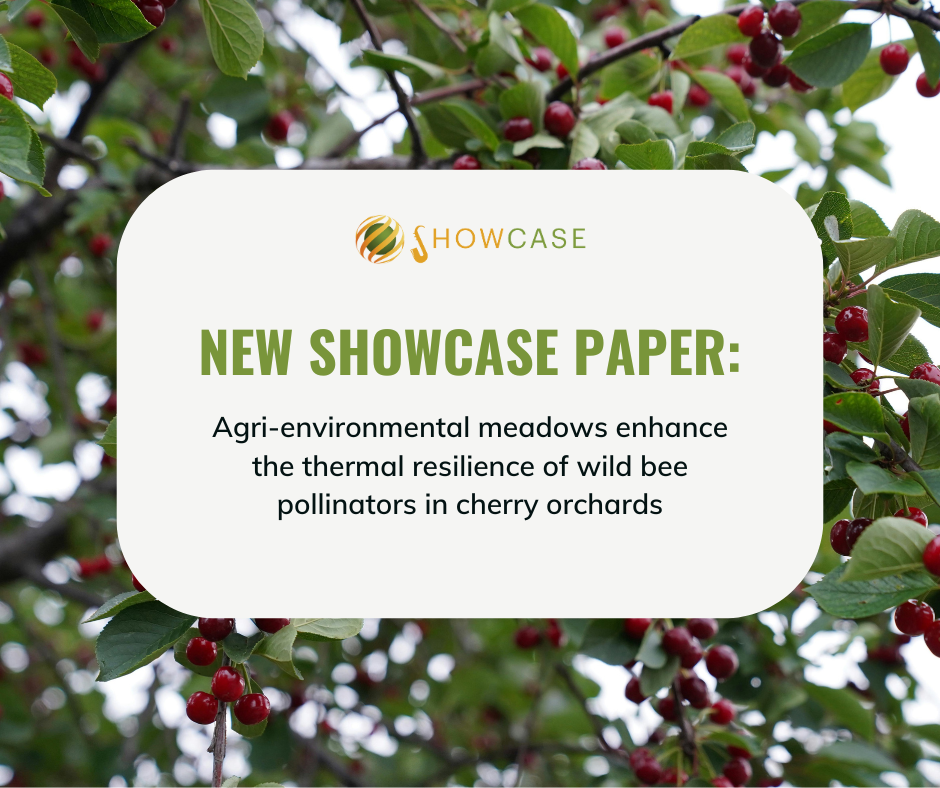Agri-environmental meadows enhance the thermal resilience of wild bee pollinators in cherry orchards: a SHOWCASE study